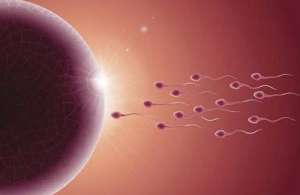 試管嬰兒的具體步驟是怎樣的